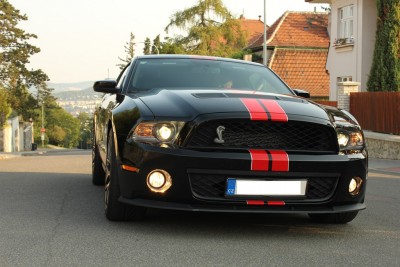 Shelby 2012-2.JPG